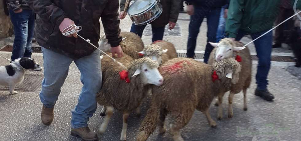 pecore sant antonio benedizione e asta delle agnelle