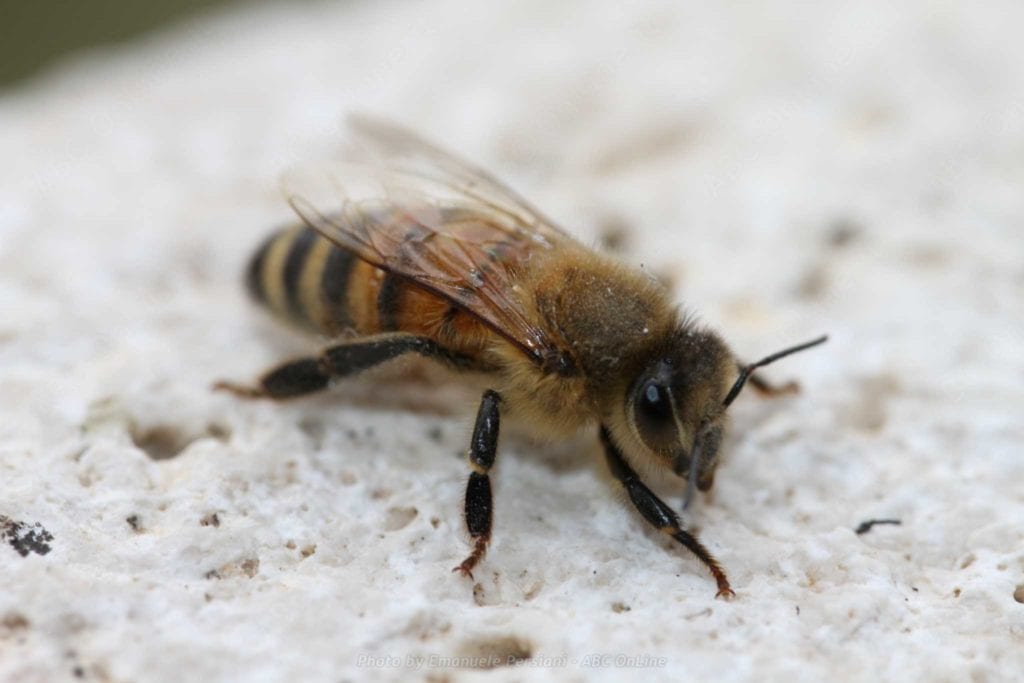 il comune amico delle api ape insetto vista dal frontale