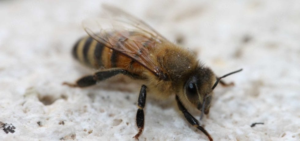 il comune amico delle api ape insetto vista dal frontale